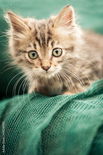 Little gray kitten portrait. © pio3