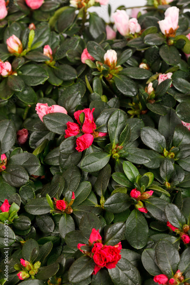 Blossoming plant of azalea Blossoming plant of azalea