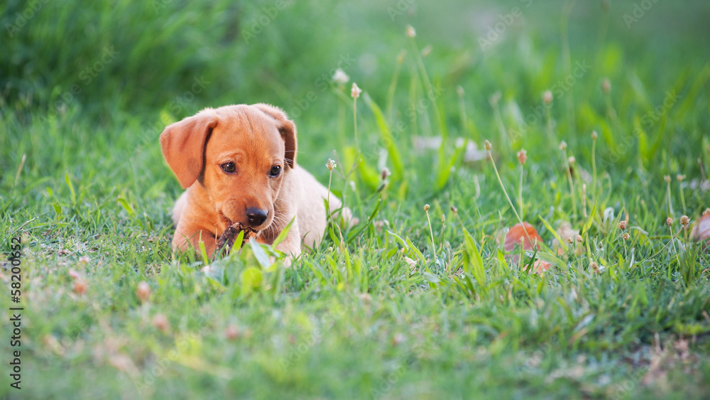 Puppy dog sit in the grass.