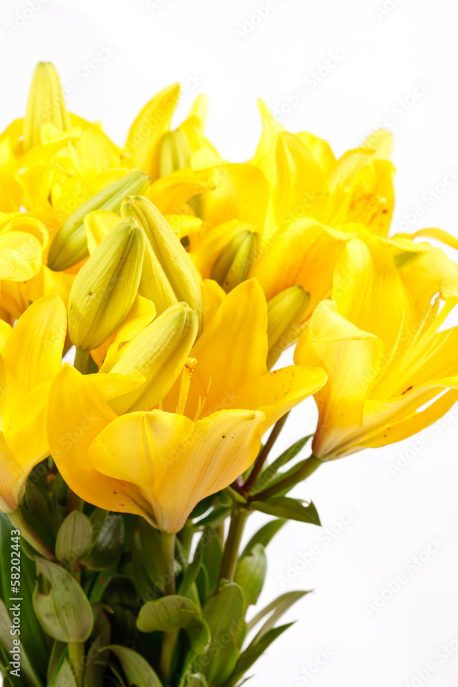 Beautiful lilies Beautiful lilies