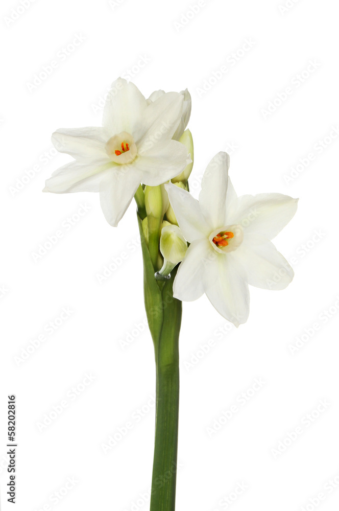 Paperwhite daffodils Paperwhite daffodils