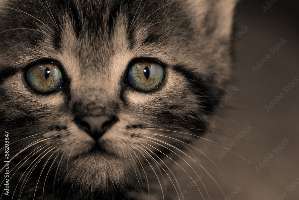 Tabby kitten Tabby kitten