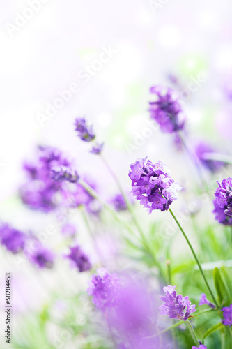 Fototapeta Naklejka Na Ścianę i Meble -  lavender flowers