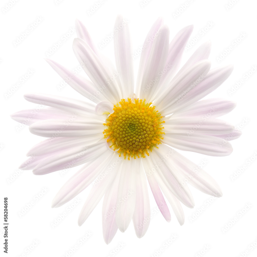 Chrysanthemum Chrysanthemum
