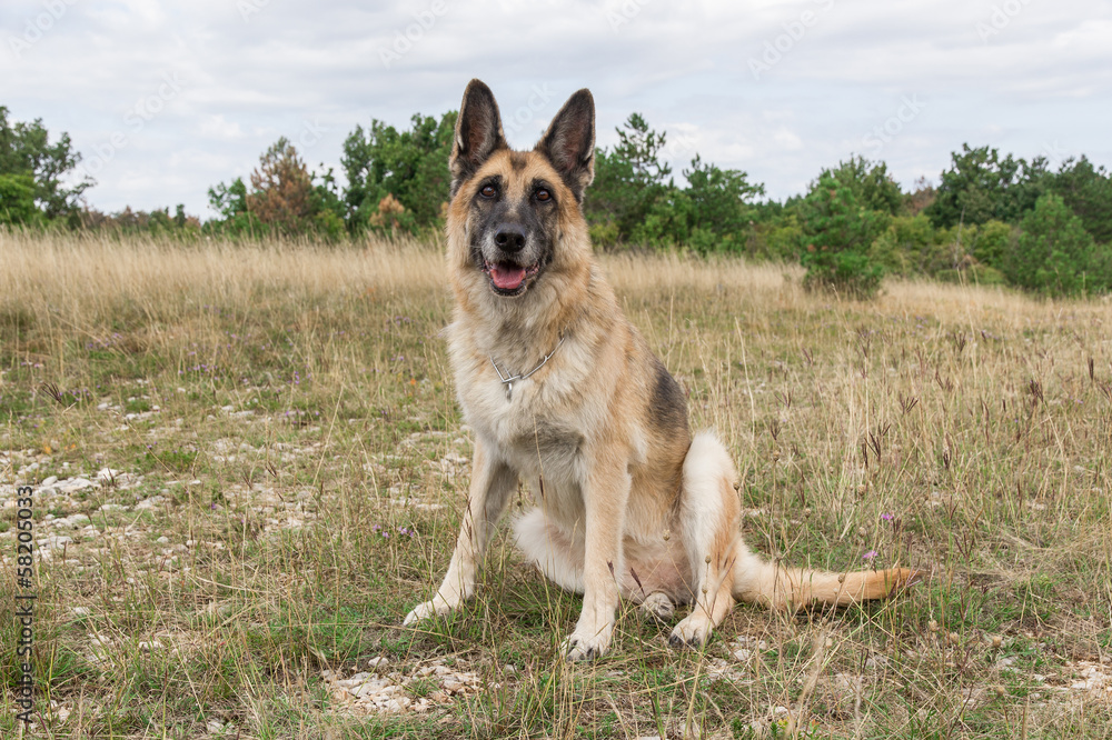 German Shepherd Dog adult in a meadow