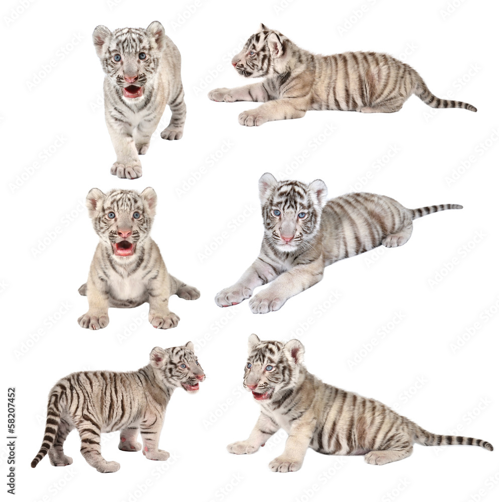 Fototapeta premium biały tygrys bengalski