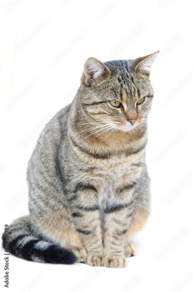 Tabby cat sitting with bent tail in studio