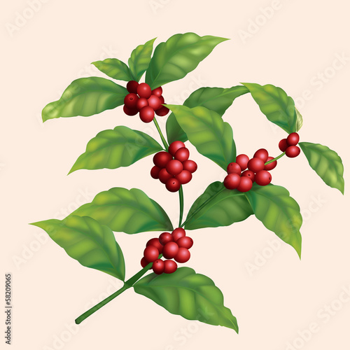 icon coffee tree branch with berries