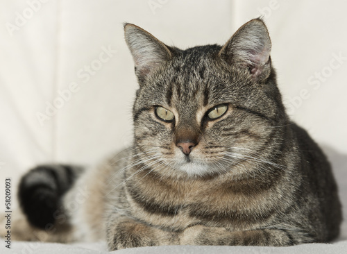 Lovely tabby cat resting on white couch