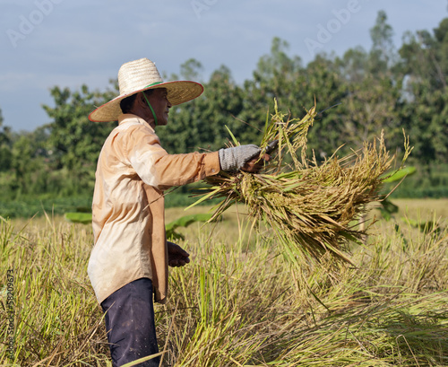 farmer in field, it's harvest time