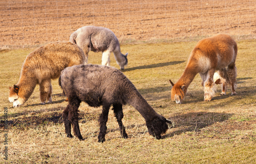herd of alpacas herd of alpacas