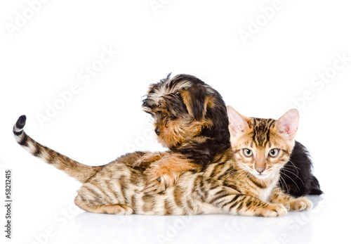 purebred bengal kitten and Yorkshire Terrier puppy together
