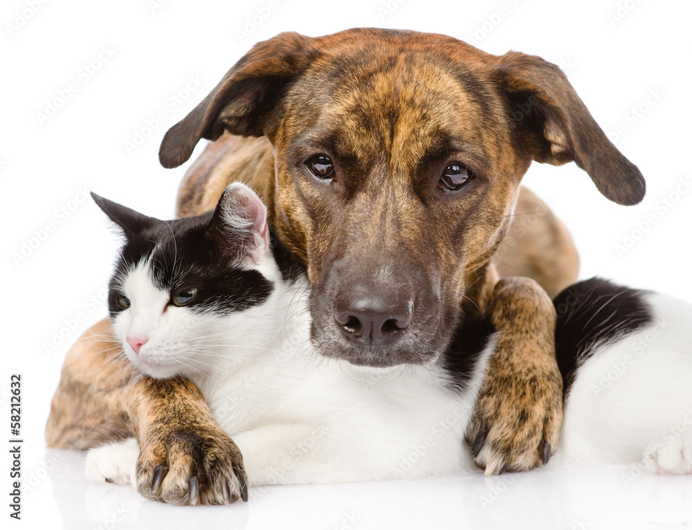 mixed breed dog and cat lying together. isolated on white 