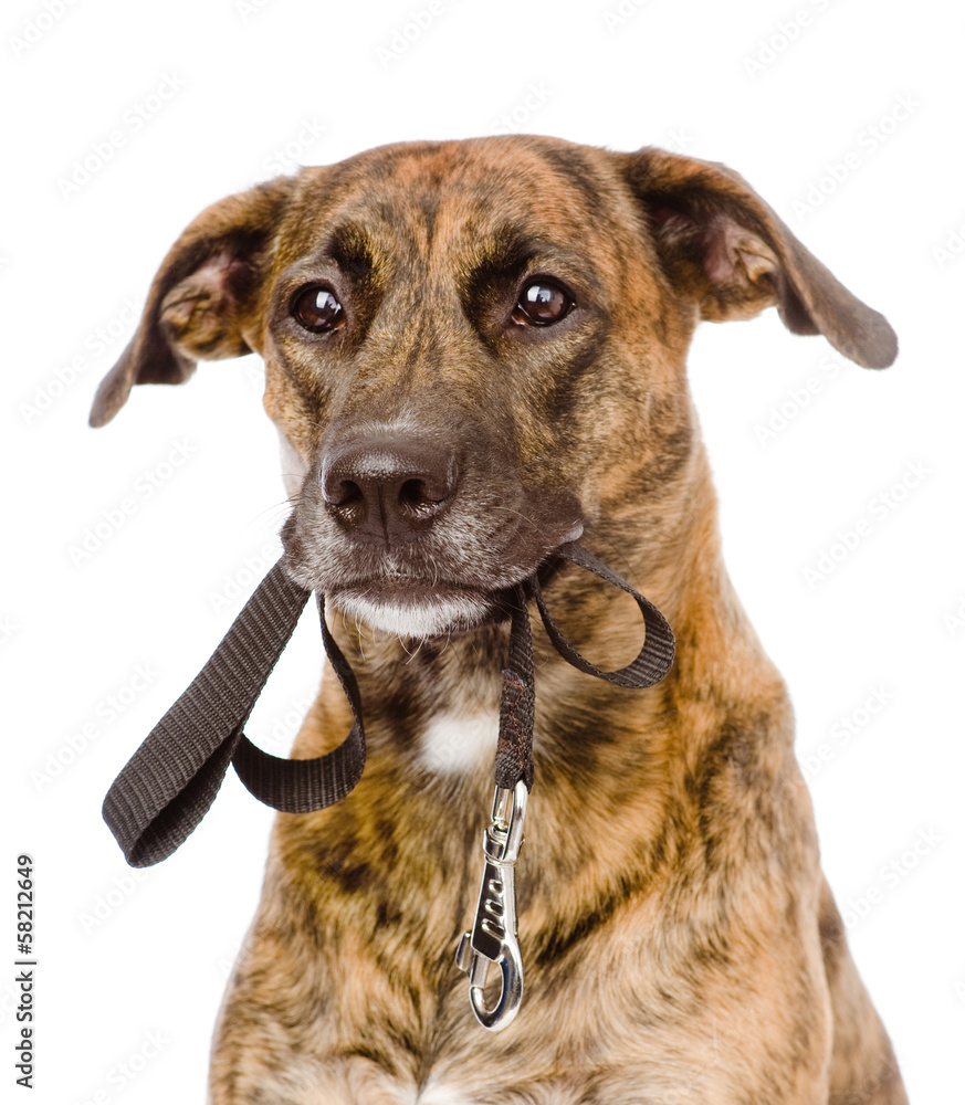mixed breed dog with a leash in his mouth. isolated on white mixed breed dog with a leash in his mouth. isolated on white