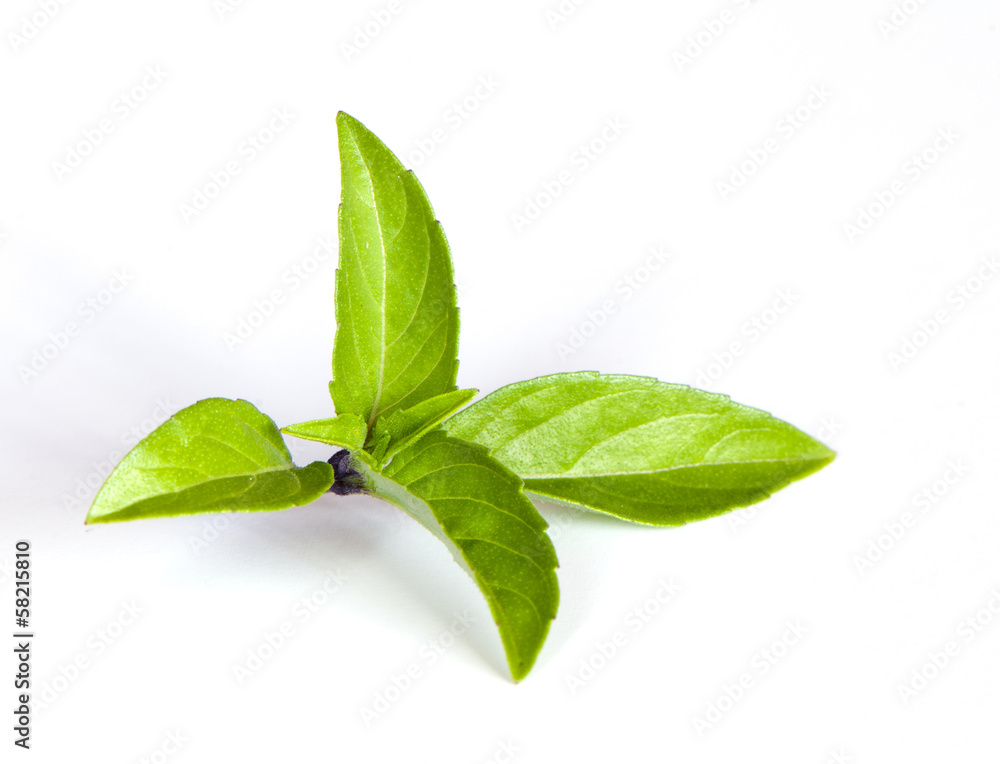 Obraz premium Thai basil