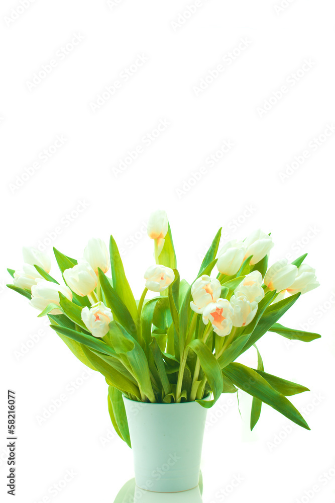 Beautiful tulips in pot Beautiful tulips in pot
