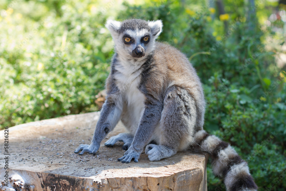 Ring tailed lemur (lemur catta)