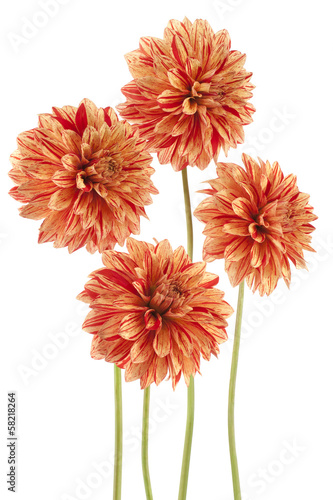 Fototapeta Naklejka Na Ścianę i Meble -  dahlia