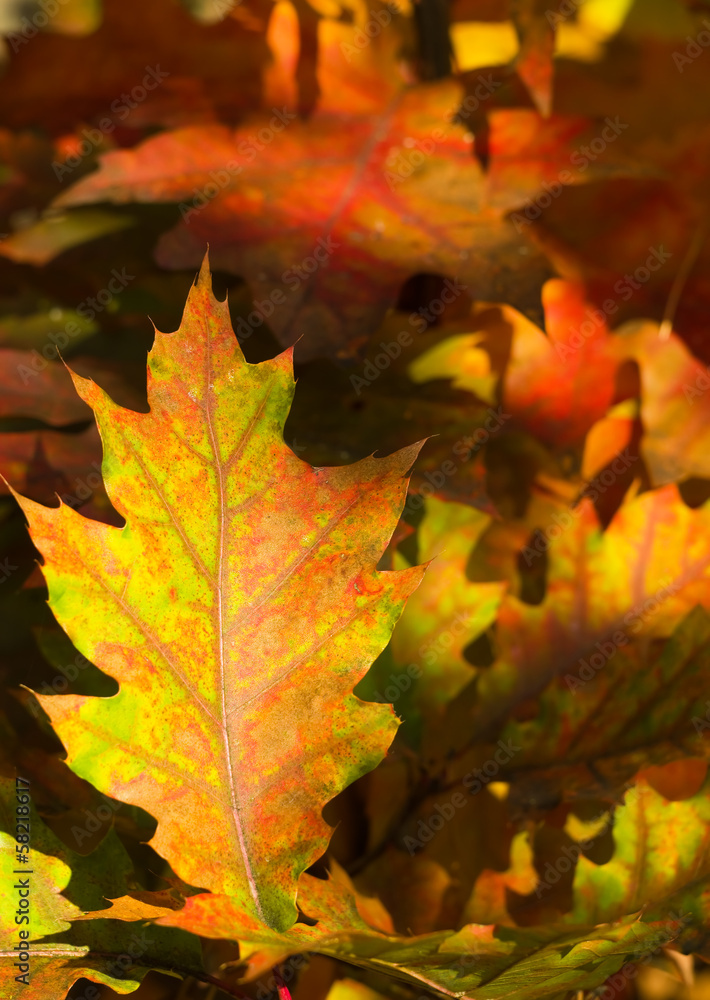Tree branch with autumn leaves. Tree branch with autumn leaves.