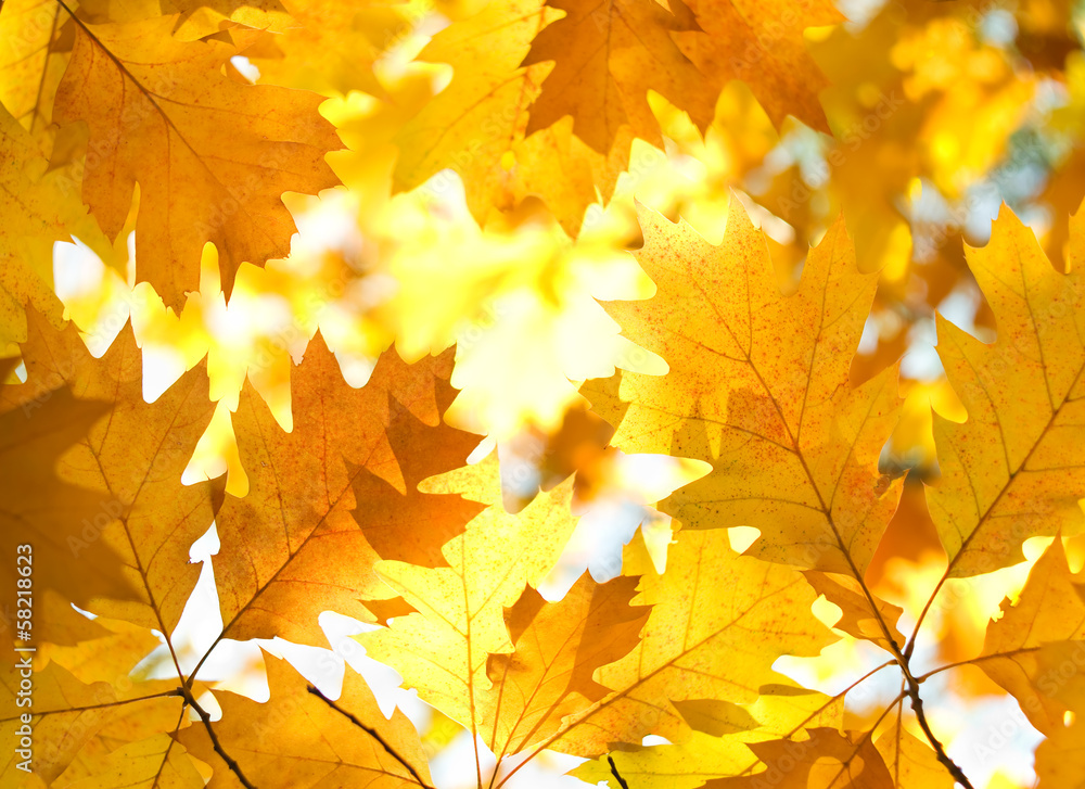 Tree branch with autumn leaves. Tree branch with autumn leaves.