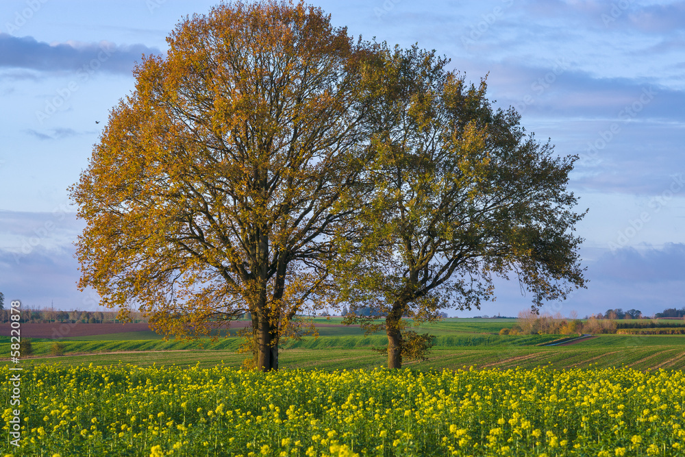 Couple d'arbres