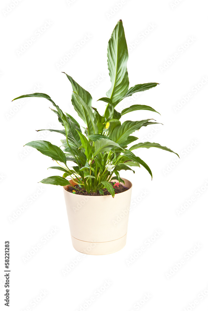Anthurium houseplant in a pot on a white background Anthurium houseplant in a pot on a white background