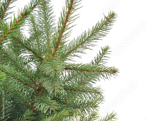 Close up of fir tree branch