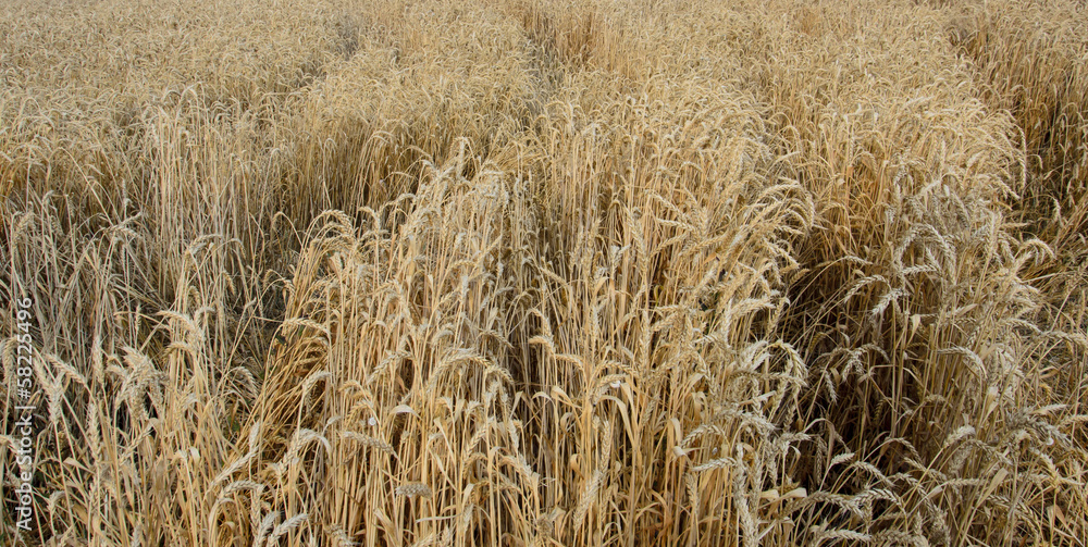 Wheat field Wheat field