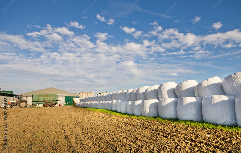 Obraz premium Row of ensilage in white plastic rolls