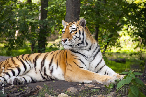 Siberian or amur tiger  Panthera tigris altaica 