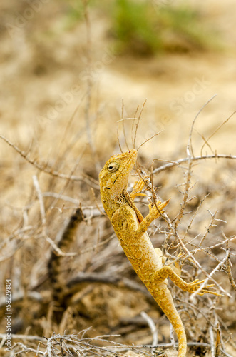Small Yellow Lizard photo