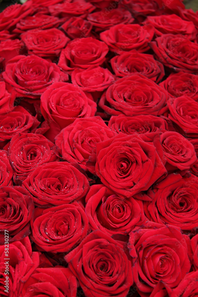 Big group of red roses Big group of red roses