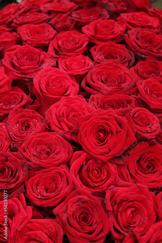 Big group of red roses