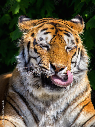 Funny tiger face