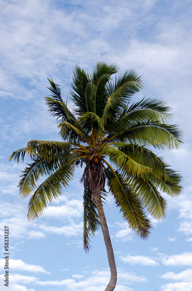 Obraz premium Coconut Tree in Aitutaki Lagoon Cook Islands