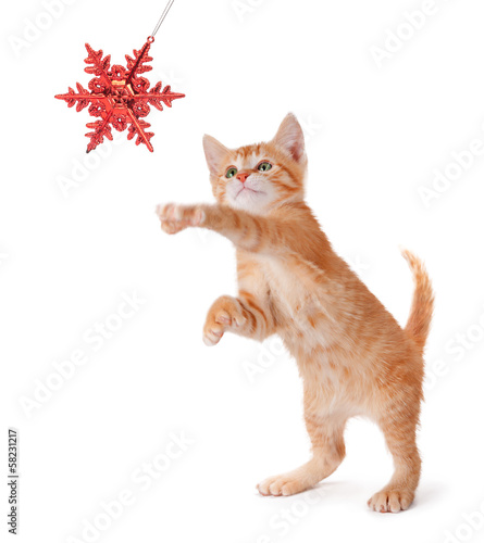 Cute Orange Kitten Playing with a Christmas Ornament on White