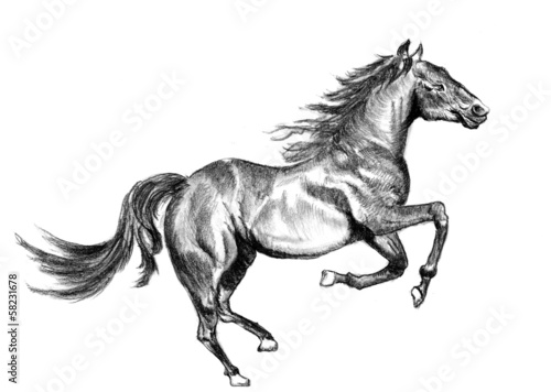 horse sketch