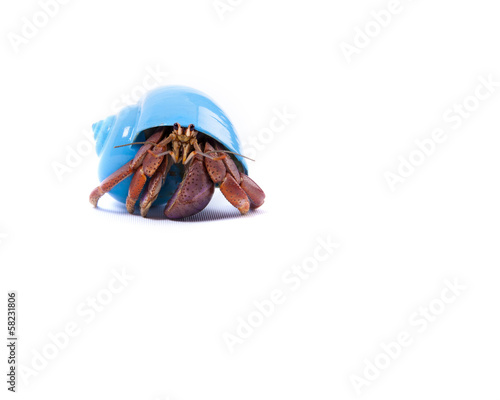 Canvas-taulu Little Hermit Crab in Blue Shell
