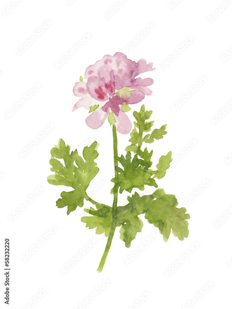 ゼラニウムの水彩イラスト Stock Photo Adobe Stock