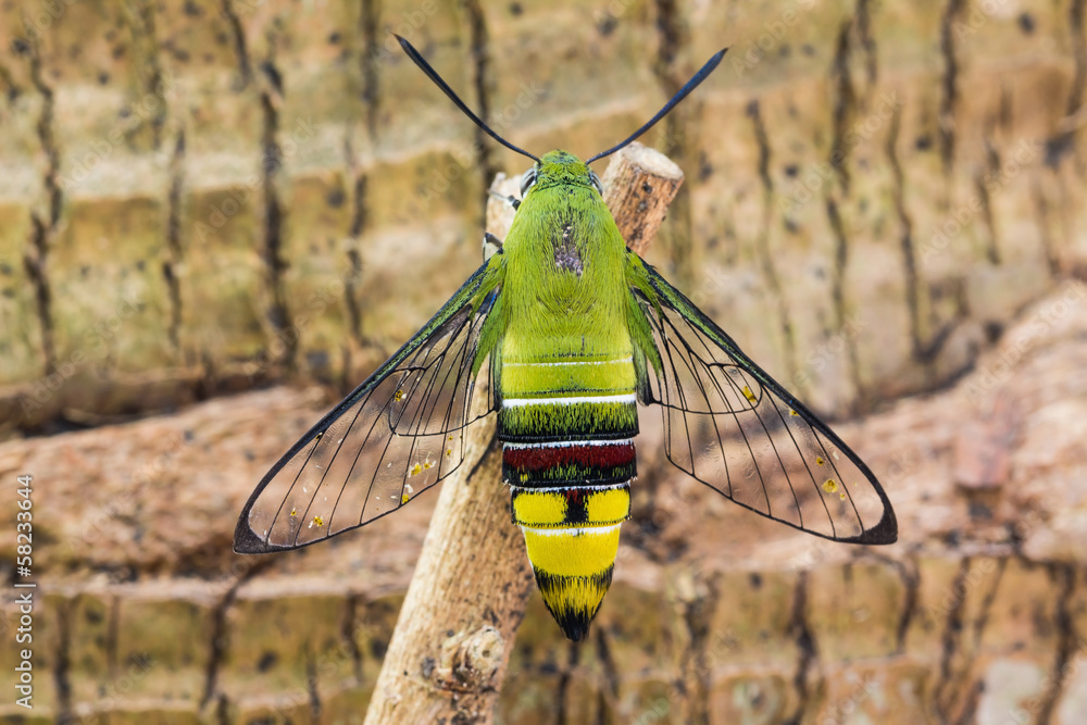 Obraz premium Pellucid hawk moth