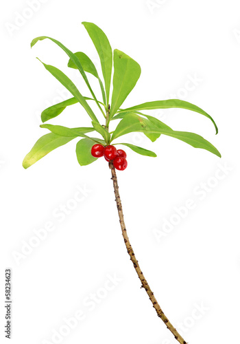 Fototapeta isolated branch with red daphne berries