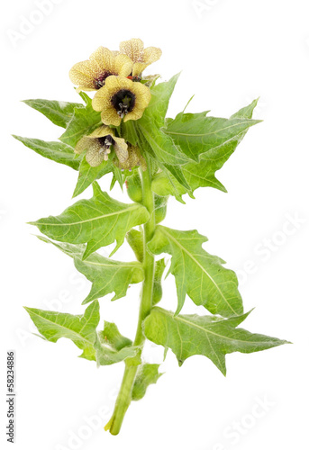 Medicinal plant: Black henbane