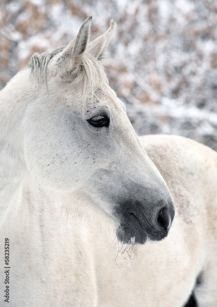 Lusitano horse pictured during a winter snowfall Lusitano horse pictured during a winter snowfall
