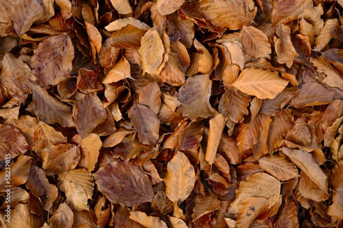Beech leaves background © fabio lamanna