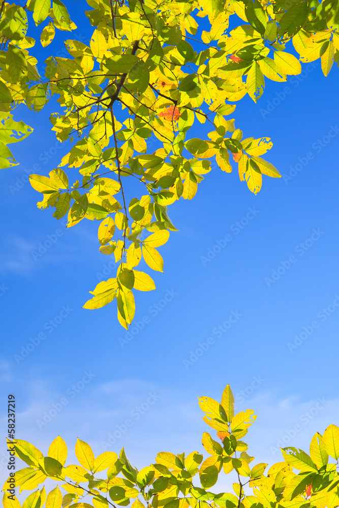 green leaves  on blue sky