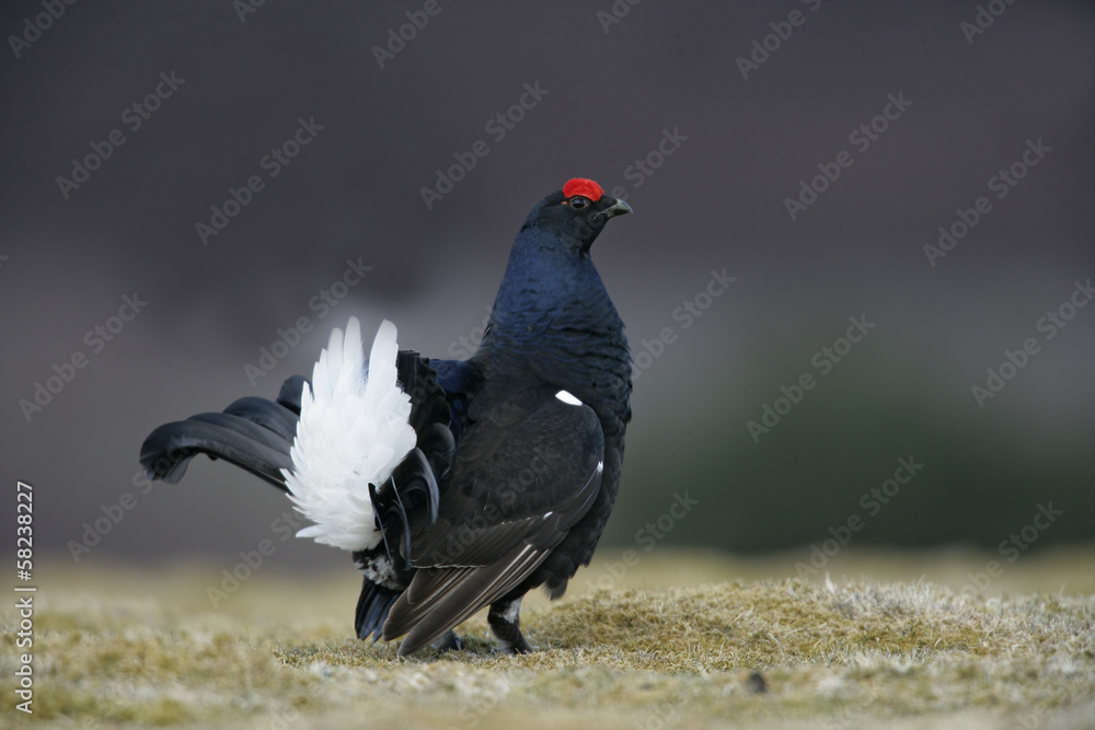 Black grouse, Tetrao tetrix Black grouse, Tetrao tetrix
