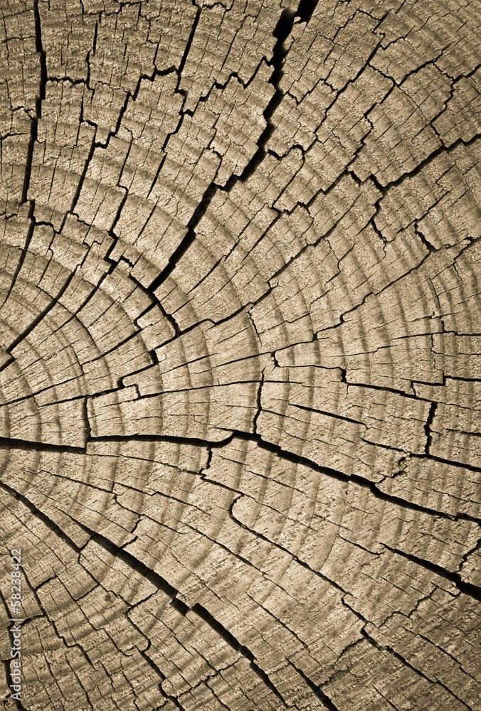 Fototapeta premium Cross section of tree trunk showing growth rings
