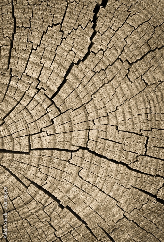 Cross section of tree trunk showing growth rings