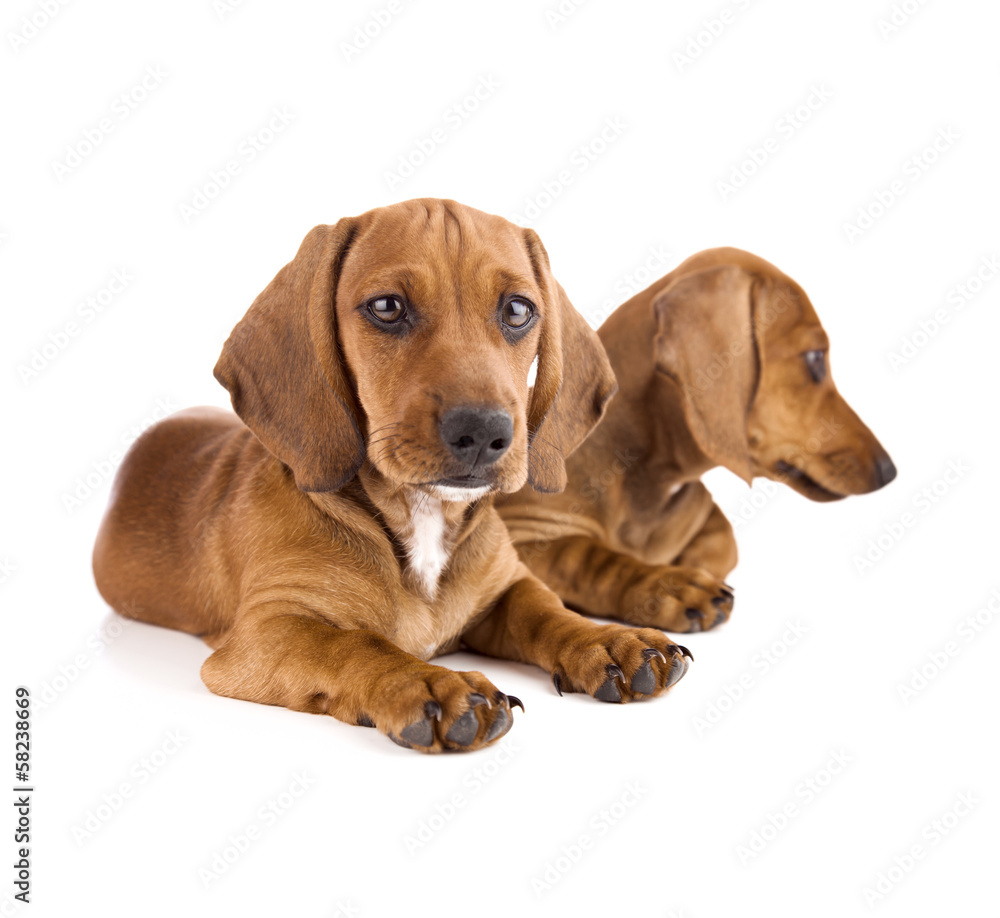 Two cute Dachshund Puppies / Isolated