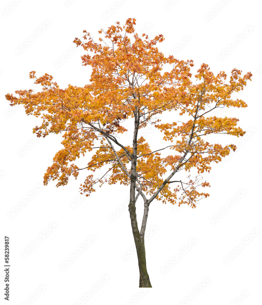bright isolated orange maple tree